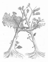 Robbin Hoods "A" practice tree